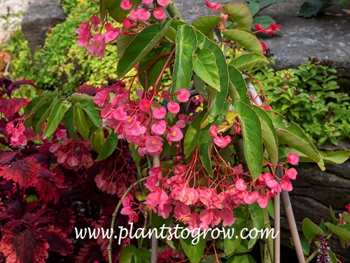 Begonia coccinea Pink Shasta